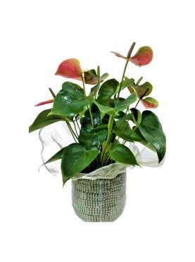 Anthurium - Tamara flowerpot