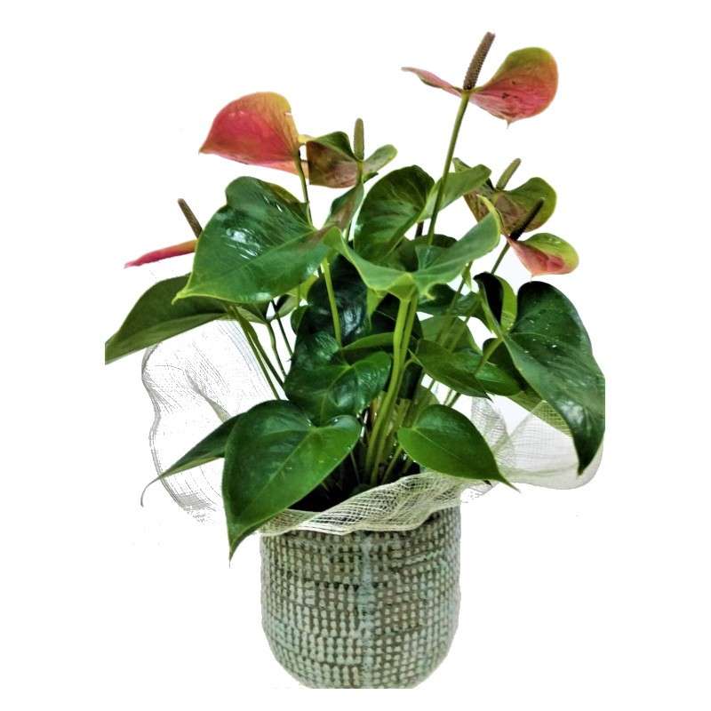 Anthurium - Tamara flowerpot
