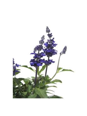 Salvia farinacea- Salvia azul. C13