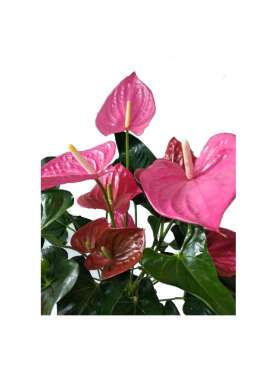 Anthurium . Comprar planta de interior.