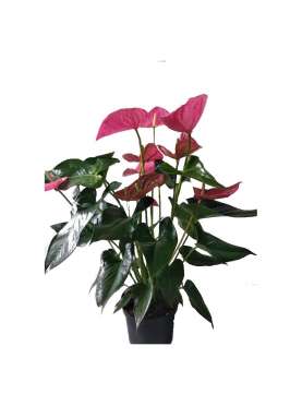 Anthurium . Comprar planta de interior.