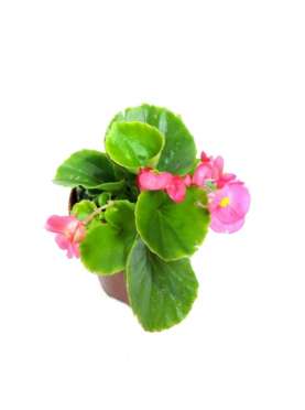 Begonia semperflorens. Planta anual. Cuidados. Comprar begonias.