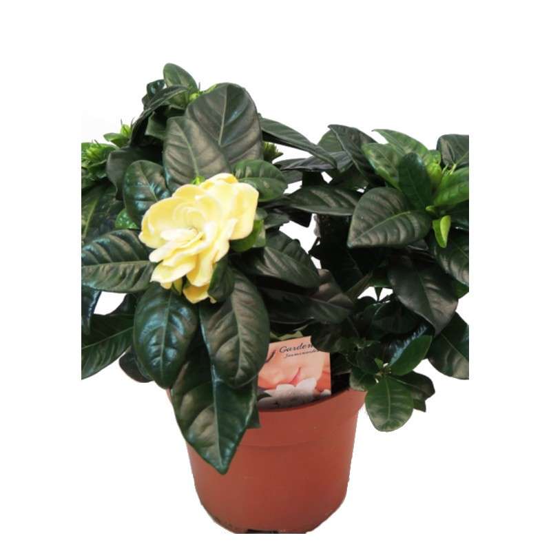 Gardenia jasminoides. Shrub. Cares. Buy gardenia plant.