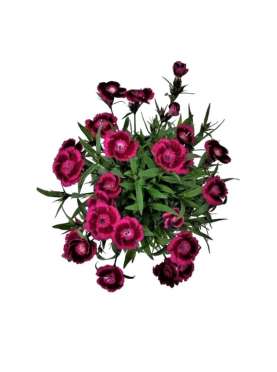 Dianthus chinensis or...