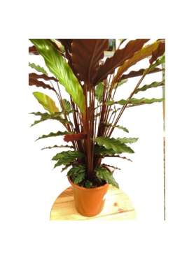 Calathea lancifolia planta tropical muy  online.