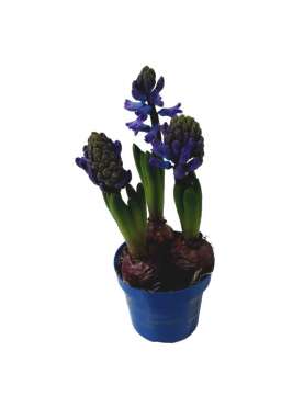 Hyacinth 3 Bulbs C13