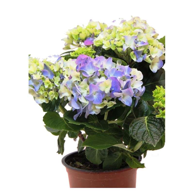 Hydrangea-Hortensia-Care- Online Sales.