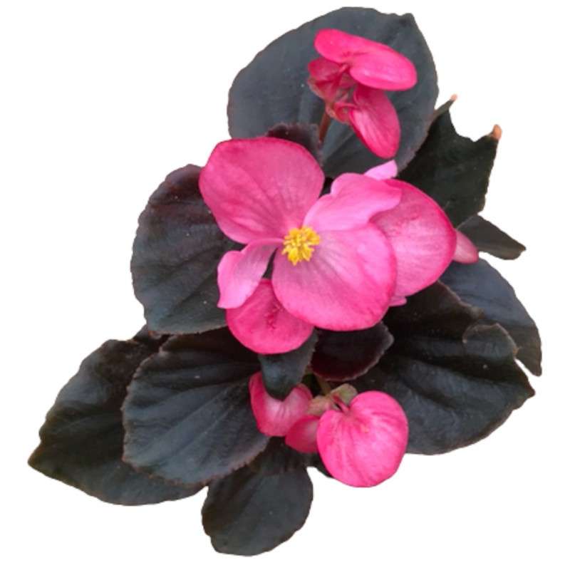 Begonia semperflorens. Planta anual. Cuidados. Comprar begonias.