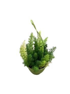 Foxtail fern - Asparagus...