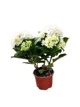 Hydrangea macrophylla - hortensia. Comprar plantas online. Vivero