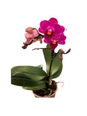 Phalaenopsis - Orquidea Mini. C09 Viveros González Natural Decor Centre Marbella