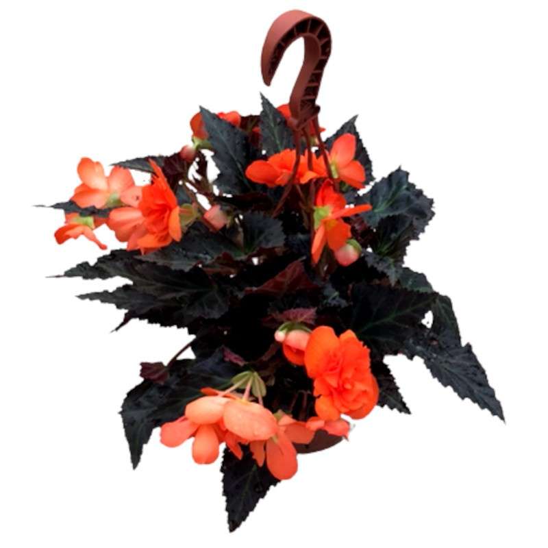 Begonia Iconia. Comprar plantas online. Vivero de flores.