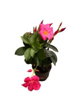 Dipladenia Sanderi rose C11