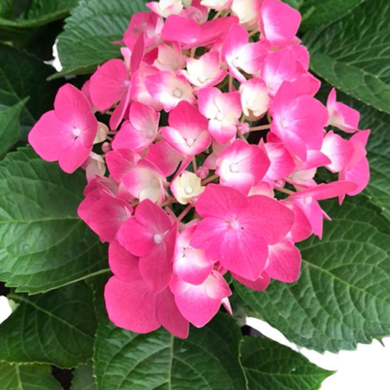 Hydrangea-Hortensia-Care- Online Sales.