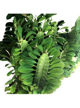 Euphorbia trigona, planta...