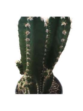 Cereus Peruvianus, Cactus del Ordenador. C13 Viveros González Natural decor Centre Marbella