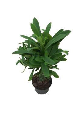 Euphorbia Neriifolia. C11