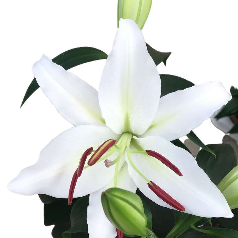 Lilium orientalis, Lilies. Buy bulbs online. Plant nurseries