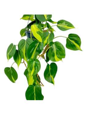 Philodendron scandens- Planta trepadora-Planta de interior. Climber plant- Indoor plant- Viveros Gonzalez-Garden centre-Marbella