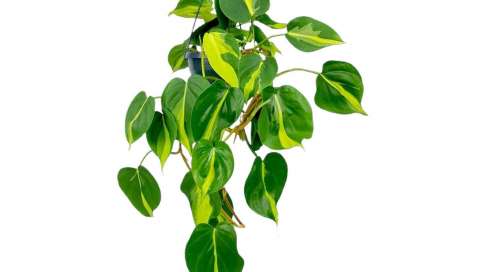 Philodendron scandens- Planta trepadora-Planta de interior. Climber plant- Indoor plant- Viveros Gonzalez-Garden centre-Marbella