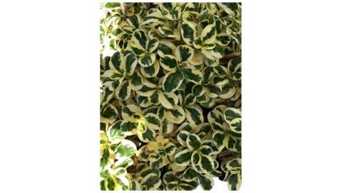 Coprosma repens variegata. C22 Viveros González Natural decor Centre Marbella