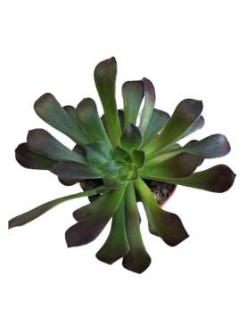 Aeonium arboreum - Crasa Cabeza Negra - Viveros Online