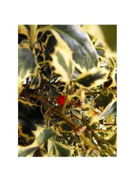 Ilex aquifolium - Common holy