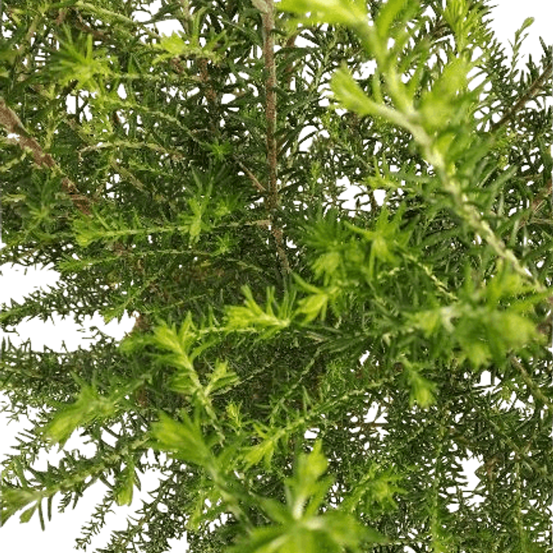 Ozommnus rosmarinifolius. Natural Decor Centre. Viveros González. Marbella