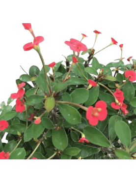 Euphorbia milii. Crown of...