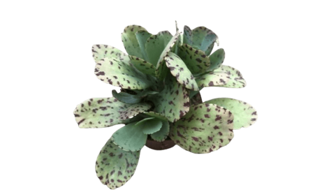 Kalanchoe marmorata Natural Decor Centre Marbella Viveros González