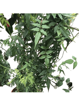 Jasminum polyanthum o Jazmín de invierno. Trepadora .Cuidados. Comprar  jazmin.