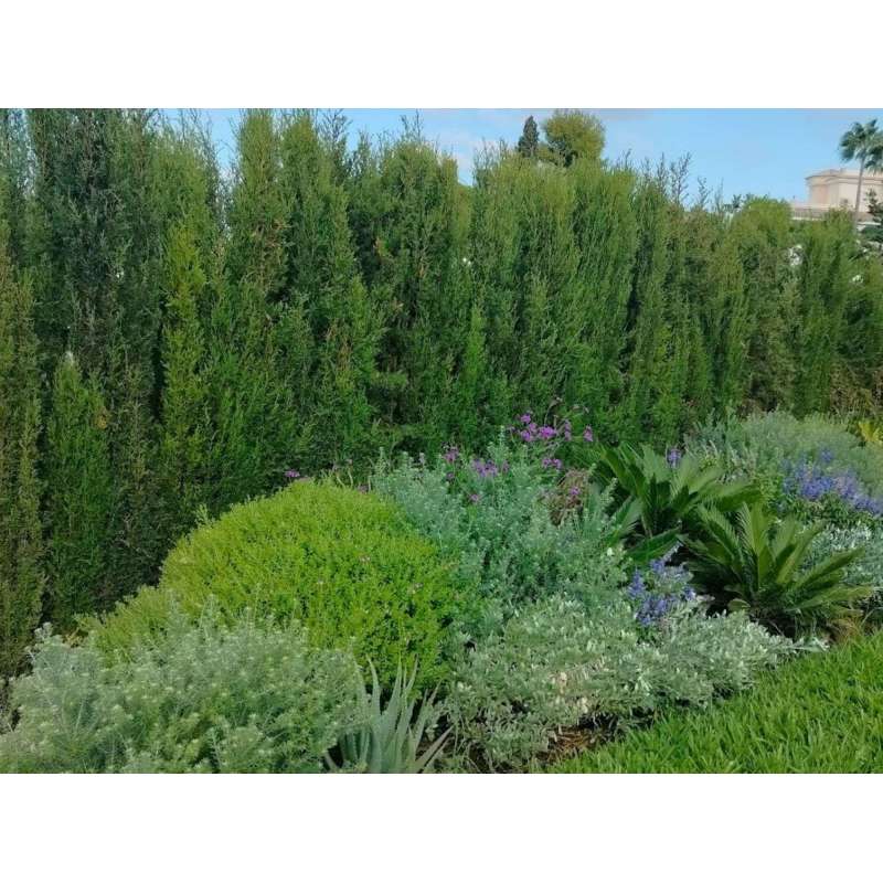 Plants
