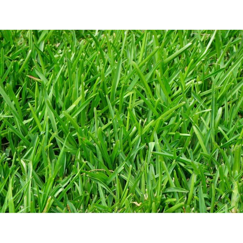 Césped natural y semillas | Comprar césped online