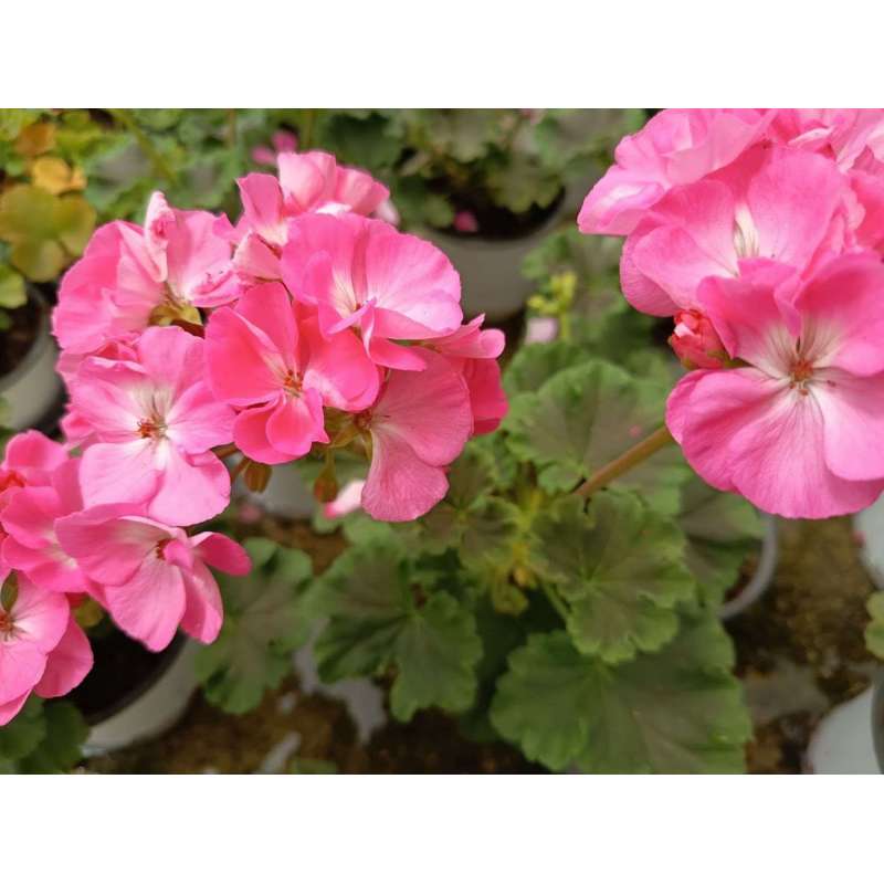 Plantas vivaces para jardín | Comprar online
