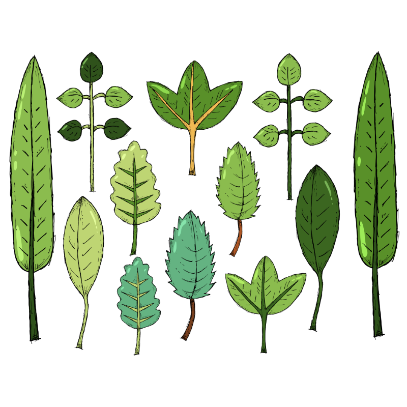 Fichas de Plantas | Consejos y Cuidados | Viveros González
