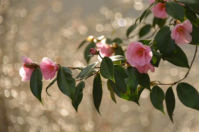 camellias - flor