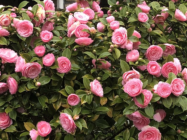 camellias-