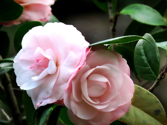 arustos -camellias