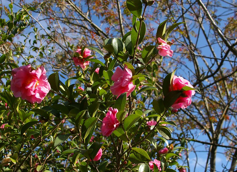 camellias - arbusto