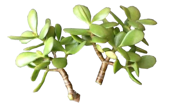 jade-tree