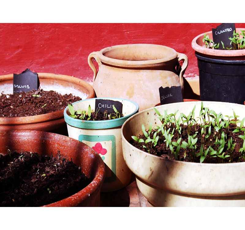 [Cómo plantar una planta] Guía paso a paso para sembrar tus plantas en el jardín y en maceta