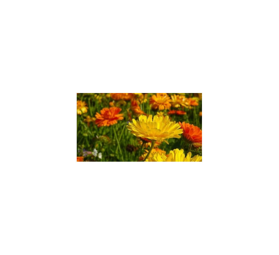 Los cuidados de la caléndula que debes conocer (para que florezca todo el  año) - Viveros Gónzalez la mayor exposición de plantas y flores en la Costa  del Sol, envíos a domicilio