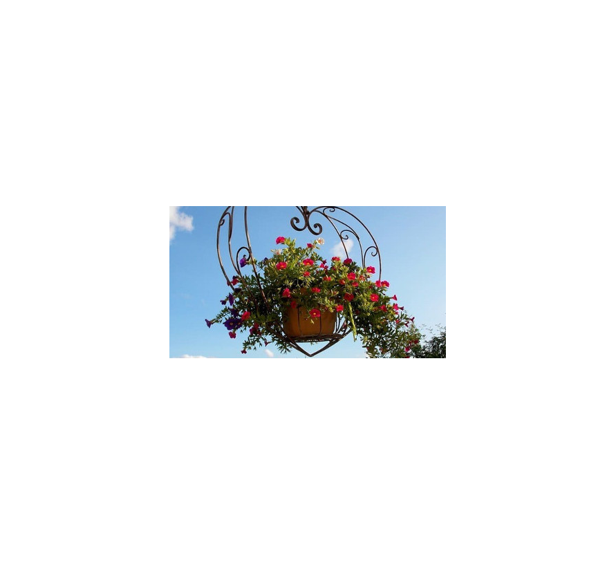 Plantas colgantes de exterior: 8 especies que puedes usar para decorar tus  cestos - Viveros Gónzalez la mayor exposición de plantas y flores en la  Costa del Sol, envíos a domicilio