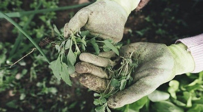  Do you know how to recover an abandoned garden? How to do it step by step
