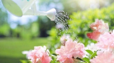 Consejos de riego en verano para ahorrar agua (y que tus plantas no se sequen)